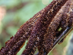 Blechnum novae-zelandiae