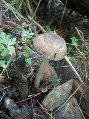 Pluteus