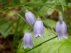 Campanula cespitosa