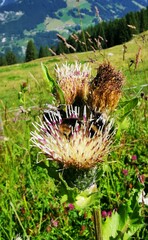 Cirsium oleraceum