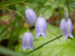 Campanula cespitosa