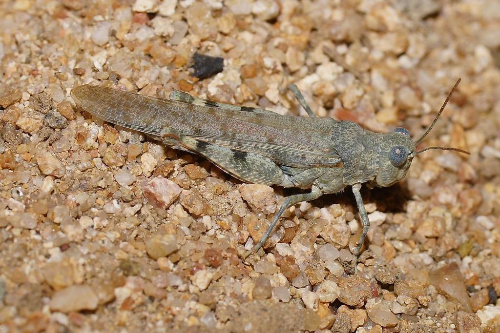 Australian Sphingonotus