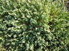 Sclerochloa dura