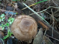 Pluteus