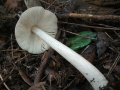 Pluteus