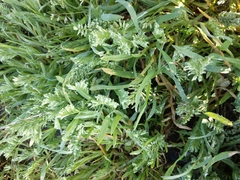 Sclerochloa dura