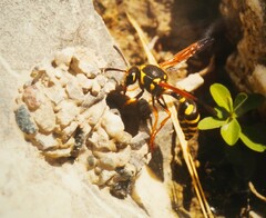 Katamenes arbustorum