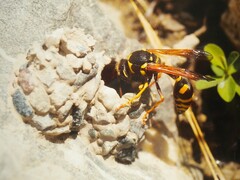 Katamenes arbustorum