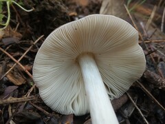 Pluteus
