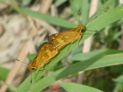 Taractrocera archias