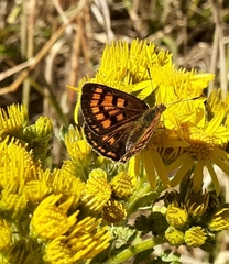 Lycaena