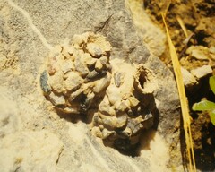 Katamenes arbustorum