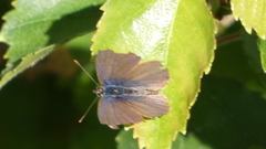Leptotes pirithous