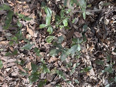 Quercus sinuata