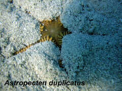Astropecten duplicatus