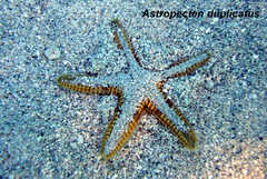 Astropecten duplicatus