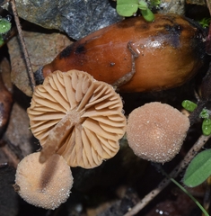 Tubariaceae