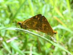 Taractrocera archias