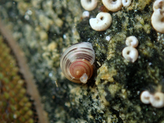 Coelotrochus chathamensis