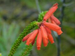 Erica cerinthoides cerinthoides
