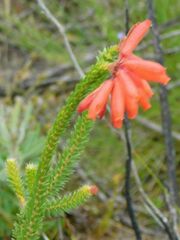 Erica cerinthoides cerinthoides