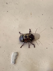 Cryptocephalus irroratus