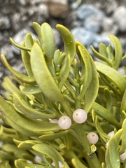 Phoradendron bolleanum