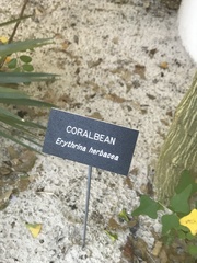 Erythrina herbacea