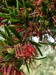 Amyema gaudichaudii