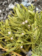 Phoradendron bolleanum