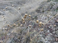 Linum austriacum