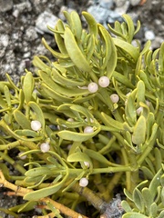 Phoradendron bolleanum