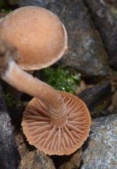 Tubariaceae