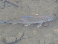 Prochilodus magdalenae