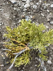 Phoradendron bolleanum