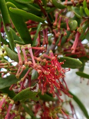 Amyema gaudichaudii