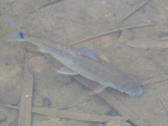 Prochilodus magdalenae