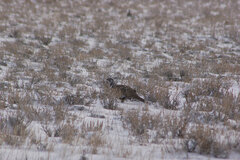 Centrocercus urophasianus