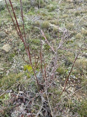 Cotoneaster tauricus