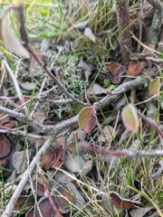 Cotoneaster tauricus