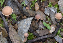 Tubariaceae