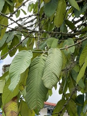 Triplaris americana