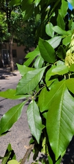 Fraxinus pennsylvanica