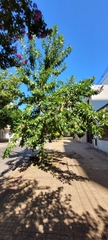 Fraxinus pennsylvanica