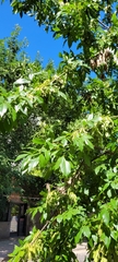Fraxinus pennsylvanica