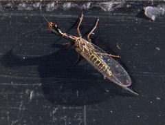 Raphidiidae