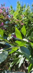 Fraxinus pennsylvanica