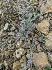 Veronica capsellicarpa