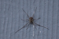 Paroligolophus agrestis
