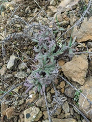 Veronica capsellicarpa